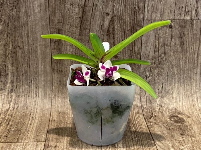 IN BLOOM Rhynchostylis gigantea 'Cartoon' x sib (3.5” Pot) - Image 5