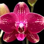 Double Spikes Phalaenopsis I-Hsin Maurice (4" Pot)