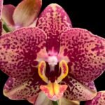 Double Spikes Phalaenopsis Sogo Rondini (4.5" pot)