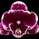 Double Spikes Phalaenopsis Miki Pink Panther (3.5" pot)