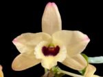 Dendrobium Tianmu Canary (4” pot)