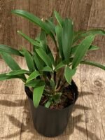 Dendrobium jonesii Blooming Size (3.5” Pot) - Image 2