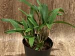 Dendrobium jonesii Blooming Size (3.5” Pot) - Image 3