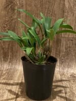 Dendrobium jonesii Blooming Size (3.5” Pot) - Image 4