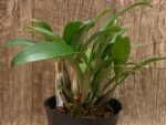 Dendrobium jonesii Blooming Size (3.5” Pot) - Image 5