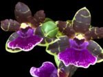 Zygopetalum Artur Elle ‘Tombstone’ (4” Pot)