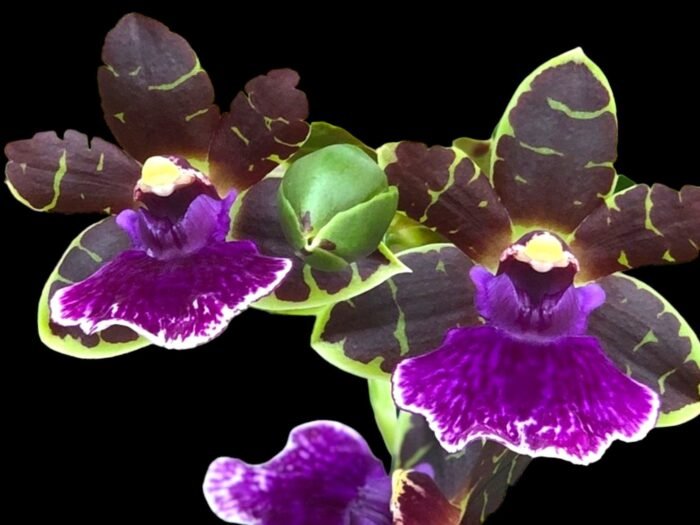 Zygopetalum Artur Elle ‘Tombstone’ (4” Pot) - Image 1