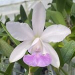 In Bud Cattleya walkeriana ‘Midnight Blue’ × C. intermedia ‘Blue’ (3.5” Pot)