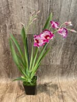 DOUBLE SPIKES Miltonia Morris Chestnut (3.5" pot) - Image 3