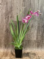 DOUBLE SPIKES Miltonia Morris Chestnut (3.5" pot) - Image 4
