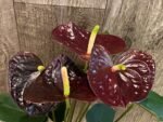 Anthurium Dark Brown Chocolate (5” pot) - Image 3