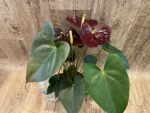 Anthurium Dark Brown Chocolate (5” pot) - Image 6