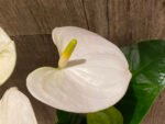 Anthurium White/Green (6” pot) - Image 2