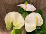 Anthurium White/Green (6” pot)