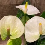 Anthurium White/Green (6” pot)