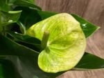 Anthurium White/Green (6” pot) - Image 3