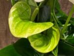 Anthurium White/Green (6” pot) - Image 4
