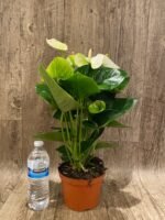 Anthurium White/Green (6” pot) - Image 6