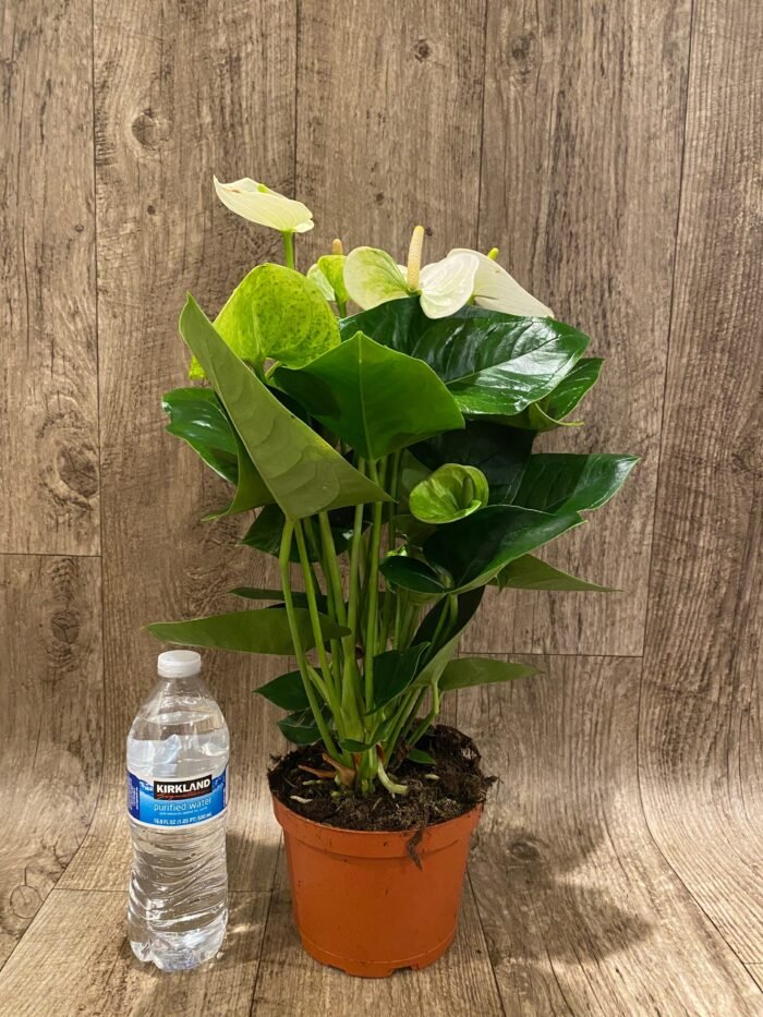 Anthurium White/Green (6” pot) - Image 6