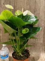 Anthurium White/Green (6” pot) - Image 8