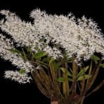 Dendrobium jonesii Blooming Size (3.5” Pot)