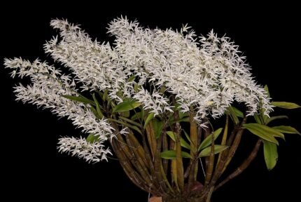 Dendrobium jonesii Blooming Size (3.5” Pot)