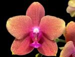 Double Spikes Phalaenopsis Sunset Beauty (3" pot)