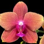 Double Spikes Phalaenopsis Sunset Beauty (3" pot)