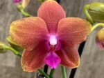Double Spikes Phalaenopsis Sunset Beauty (3" pot) - Image 2