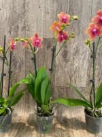Double Spikes Phalaenopsis Sunset Beauty (3" pot) - Image 7