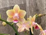 Double Spikes Phalaenopsis Sunset Love (3" pot) - Image 2
