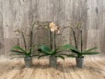 Double Spikes Phalaenopsis Sunset Love (3" pot) - Image 3