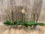 Double Spikes Phalaenopsis Sunset Love (3" pot) - Image 4