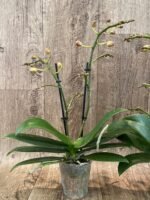 Double Spikes Phalaenopsis Sunset Love (3" pot) - Image 5