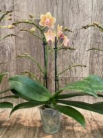 Double Spikes Phalaenopsis Sunset Love (3" pot) - Image 6