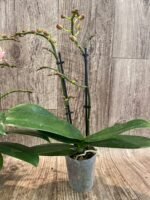 Double Spikes Phalaenopsis Sunset Love (3" pot) - Image 7