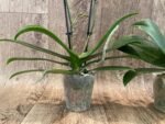 Double Spikes Phalaenopsis Sunset Love (3" pot) - Image 8