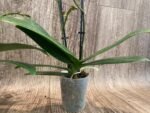 Double Spikes Phalaenopsis Sunset Love (3" pot) - Image 10