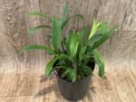 Dendrobium jonesii Blooming Size (3.5” Pot) - Image 6