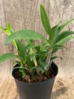 Dendrobium jonesii Blooming Size (3.5” Pot) - Image 8