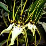 Double Spikes - Brassia Aunty Diana Aki (Brs. caudata alba x Edvah Loo) (3.5” pot)