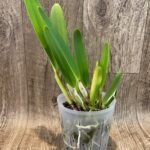 RARE FRAGRANT-  Cattleya purpurata v. tipo 'Giant' (5” pot)