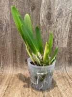 RARE FRAGRANT- Cattleya purpurata v. tipo 'Giant' (5” pot)