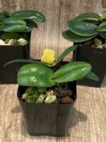 Paph. Greyi (godefroyae x niveum) 2 Growths (BS, 2” pot) - Image 4