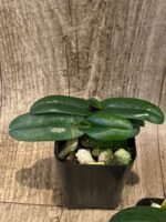 Paph. Greyi (godefroyae x niveum) 2 Growths (BS, 2” pot) - Image 5