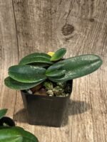 Paph. Greyi (godefroyae x niveum) 2 Growths (BS, 2” pot) - Image 6