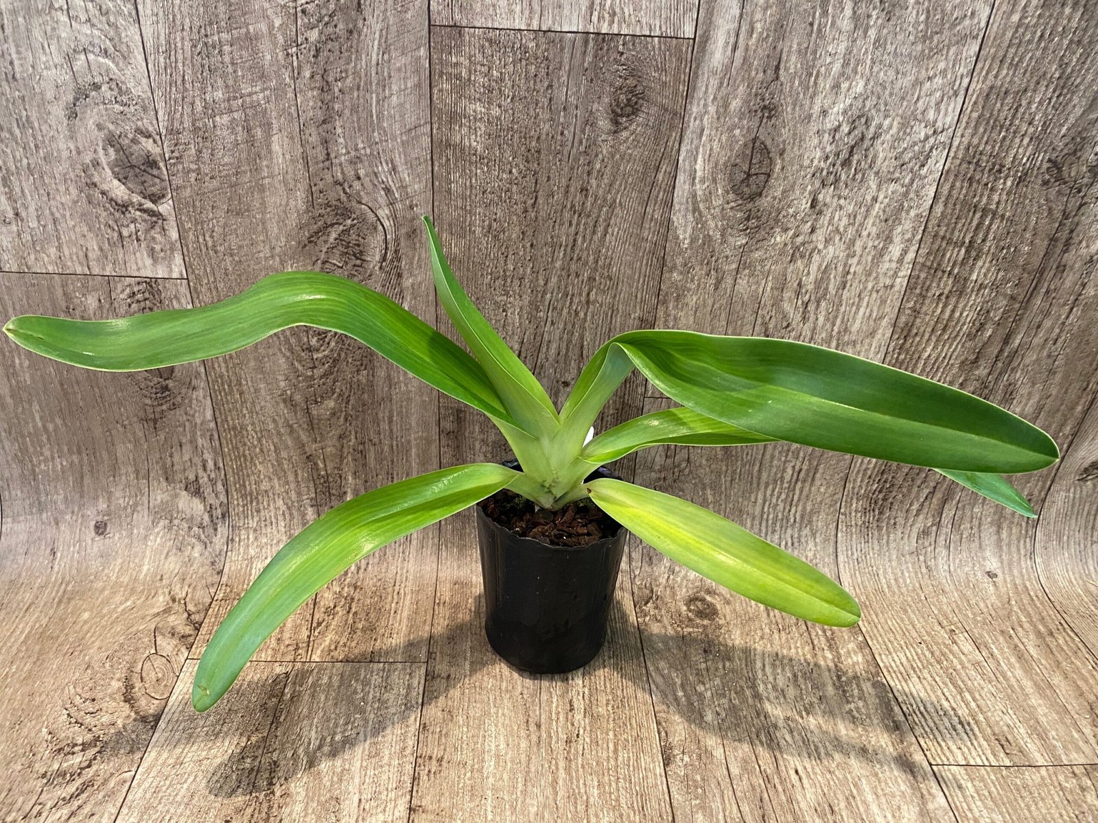 il_fullxfull.5882920080_oerz.jpg Paphiopedilum Susan Booth (rothchildianum 'Wen-Shin #1' x glanduliferum 'Chen Shamn') BS (4.5" pot) - Image 1