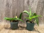 Phrag. Don Wimber (4.5" pot) - Image 2