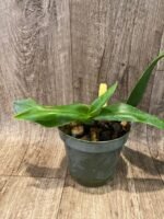 Phrag. Don Wimber (4.5" pot) - Image 4