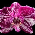 Phalaenopsis Very Rare Color In Spikes (4.5" pot)